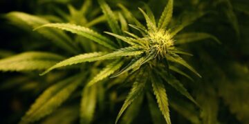 Gjermani/ Mbollën mijëra rrënjë kanabis dhe panifikonin të rrëmbenin një person, 7 shqiptarët para gjykatës