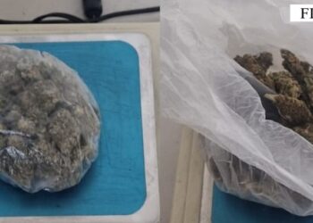 Shiste kanabis në Fier dhe Patos, arrestohet 49-vjeçari