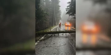 Era e fortë rrëzon pemët dhe bllokon rrugën e Llogarasë, dëmtohen edhe linjat elektrike