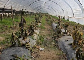 Pas përmbytjeve, edhe ngricat rrafshojnë prodhimin bujqësor