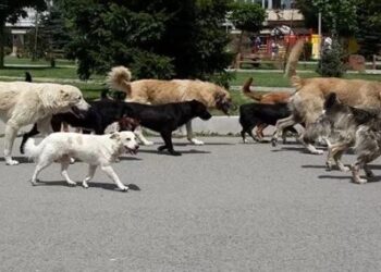 Kush përfiton nga qentë e rrugës? Si kthehet kafshimi i fëmijëve në biznes për shoqatat e qenve