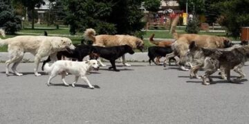 Kush përfiton nga qentë e rrugës? Si kthehet kafshimi i fëmijëve në biznes për shoqatat e qenve