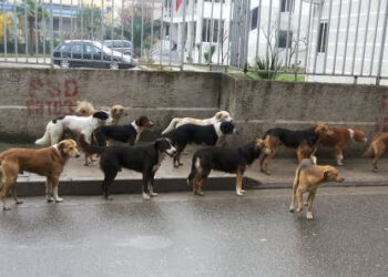 Adoptim apo trafik? Si po kthehet Shqipëria në burim të “industrisë” së fshehtë të qenve endacakë
