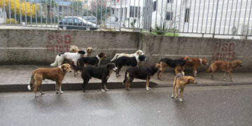 Adoptim apo trafik? Si po kthehet Shqipëria në burim të “industrisë” së fshehtë të qenve endacakë