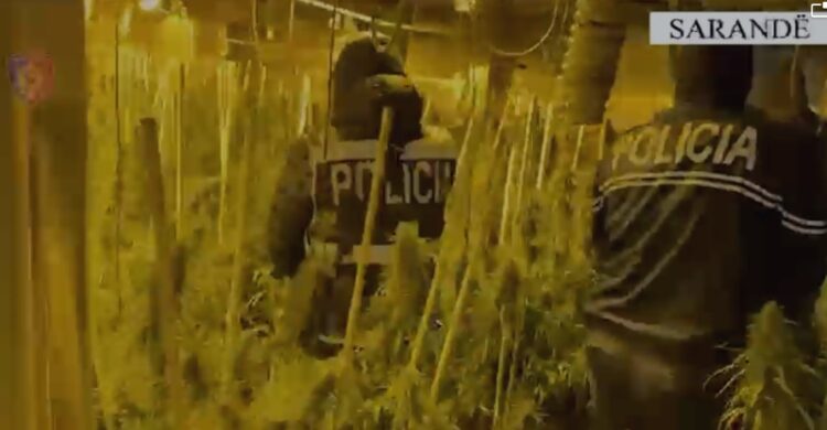 Zbulohet në Sarandë një laborator kanabisi, arrestohet administratori i pallatit