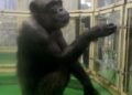 Ndërron jetë shimpanzeja “njerëzore” që sfidoi kufijtë e inteligjencës shtazore
