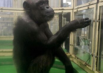 Ndërron jetë shimpanzeja “njerëzore” që sfidoi kufijtë e inteligjencës shtazore