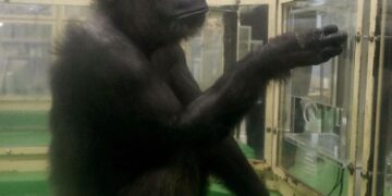 Ndërron jetë shimpanzeja “njerëzore” që sfidoi kufijtë e inteligjencës shtazore