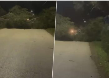 Era e fortë rrëzon disa pisha rrugës për në Zvërnec, bllokohet kalimi për automjetet