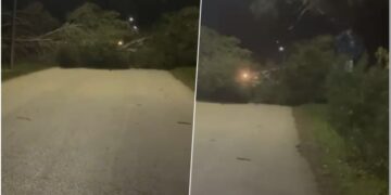 Era e fortë rrëzon disa pisha rrugës për në Zvërnec, bllokohet kalimi për automjetet