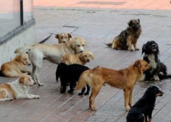 ‘Na mashtruan dhe na morën qentë’- Shpallen në kërkim një çift bashkëshortësh në Durrës, administratorë të qendre trajnimi kafshësh