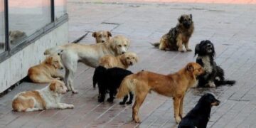 ‘Na mashtruan dhe na morën qentë’- Shpallen në kërkim një çift bashkëshortësh në Durrës, administratorë të qendre trajnimi kafshësh