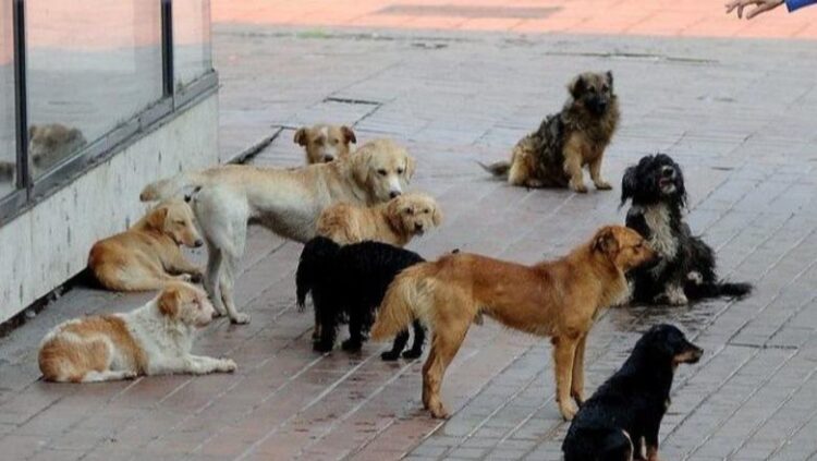 ‘Na mashtruan dhe na morën qentë’- Shpallen në kërkim një çift bashkëshortësh në Durrës, administratorë të qendre trajnimi kafshësh