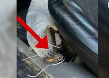 I dehur dhe me armë zjarri në makinë, arrestohet 46-vjeçari në Mat