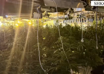 Zbulohet tuneli me kanabis në Shkodër, arrestohen tre persona dhe procedohen tre punonjës së OSHEE