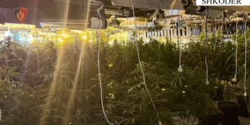 Zbulohet tuneli me kanabis në Shkodër, arrestohen tre persona dhe procedohen tre punonjës së OSHEE