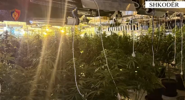 Zbulohet tuneli me kanabis në Shkodër, arrestohen tre persona dhe procedohen tre punonjës së OSHEE