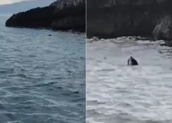 Foka mesdhetare dhuron spektakël në brigjet e Parkut Karaburun-Sazan