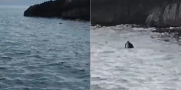 Foka mesdhetare dhuron spektakël në brigjet e Parkut Karaburun-Sazan