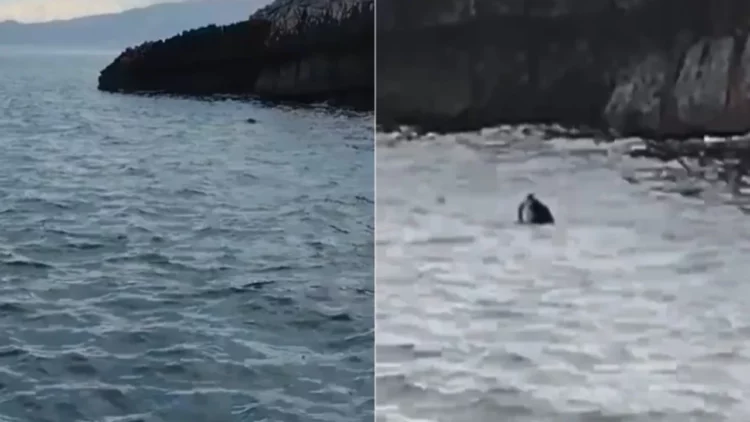 Foka mesdhetare dhuron spektakël në brigjet e Parkut Karaburun-Sazan