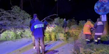 Vlorë/ Era e fortë rrëzon pishën në Pyllin e Sodës, përplaset një automjet nga bllokimi i rrugës