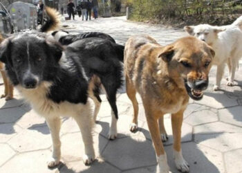 Vdekja e një gruaje nga kafshimi i qenit në Belsh/ Pse nuk reagojnë shoqatat e mbrojtjes së kafshëve?