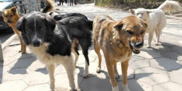 Vdekja e një gruaje nga kafshimi i qenit në Belsh/ Pse nuk reagojnë shoqatat e mbrojtjes së kafshëve?