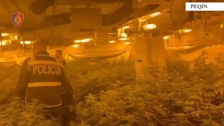 Drejtor i Burgut me magazinë kanabisi, i përfshirë edhe përgjegjësi i OSHEE-së