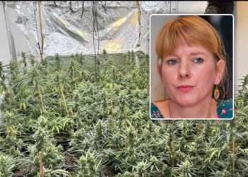 “Nëna ime e apasionuar pas luleve”, dëshmitë në Gjyktën belge, dënohen 3 shqiptarët për kanabisin