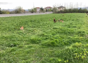 Rritja e çmimit të naftës godet bujqësinë, fermerët e Fushë-Krujës drejt falimentimit