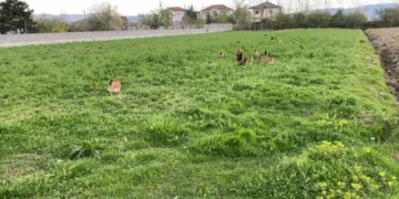 Rritja e çmimit të naftës godet bujqësinë, fermerët e Fushë-Krujës drejt falimentimit