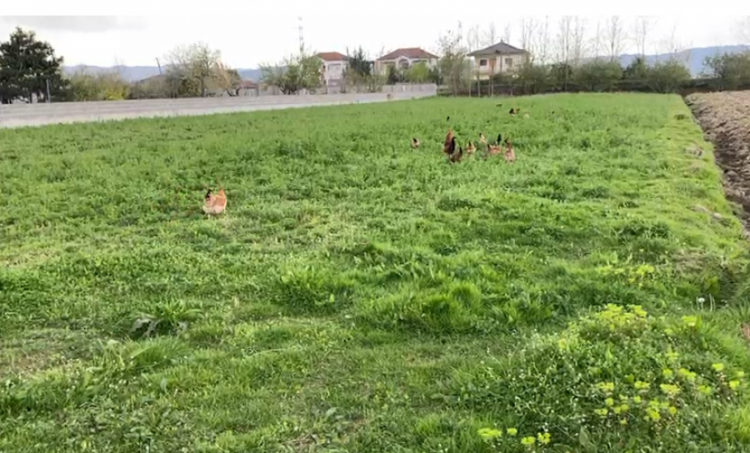 Rritja e çmimit të naftës godet bujqësinë, fermerët e Fushë-Krujës drejt falimentimit