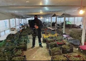 Akuzohen se kultivuan deri në 1.8 tonë kanabis në Berat, SPAK kërkon 133 vite burg për 17 të pandehurit