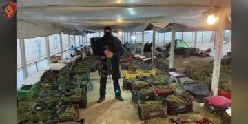 Akuzohen se kultivuan deri në 1.8 tonë kanabis në Berat, SPAK kërkon 133 vite burg për 17 të pandehurit