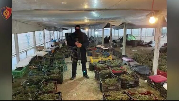 Akuzohen se kultivuan deri në 1.8 tonë kanabis në Berat, SPAK kërkon 133 vite burg për 17 të pandehurit