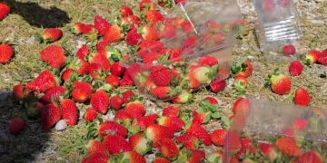 Çmimi i ulët i luleshtrydheve/ Fermerët e Fierit dalin në protestë: Asnjë ndihmë nga shteti, po falimentojmë