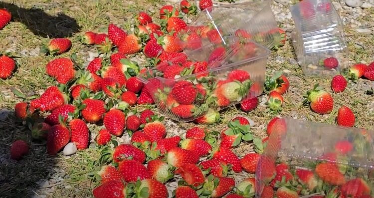 Çmimi i ulët i luleshtrydheve/ Fermerët e Fierit dalin në protestë: Asnjë ndihmë nga shteti, po falimentojmë