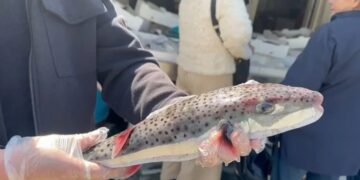 Peshku helmues në ujërat tona, specia e rrezikshme rikthehet dhe kapet nga peshkatarët në Vlorë