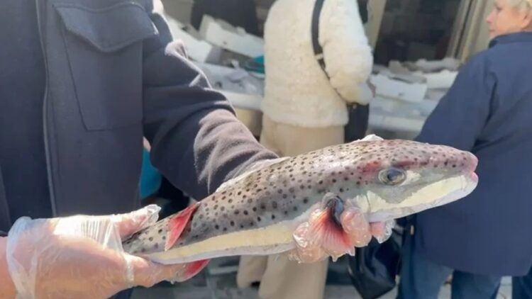 Peshku helmues në ujërat tona, specia e rrezikshme rikthehet dhe kapet nga peshkatarët në Vlorë