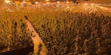 U tradhtuan nga koshi i mbeturinave, policia gjermane zbulon plantacionin e kanabisit të shqiptarëve