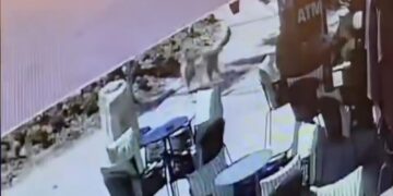 Momente tmerri në Vlorë/ Pitbulli sulmon 4-vjeçaren para syve të gjyshes (VIDEO)