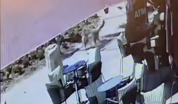 Momente tmerri në Vlorë/ Pitbulli sulmon 4-vjeçaren para syve të gjyshes (VIDEO)