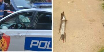 Punëtori afrikan në Shkodër plagoset në fabrikë dhe nuk tregon, ja si e zbulon policia