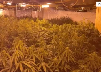 Kanabisi në magazinën e ish-drejtorit të burgut/ Drejtori Hita “shkrin” komisariatin e Peqinit, largohen 7 inspektorë dhe komisarë