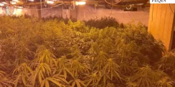 Kanabisi në magazinën e ish-drejtorit të burgut/ Drejtori Hita “shkrin” komisariatin e Peqinit, largohen 7 inspektorë dhe komisarë