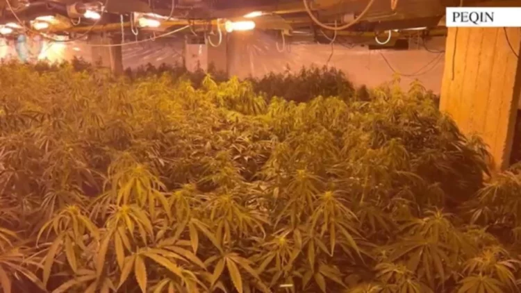 Kanabisi në magazinën e ish-drejtorit të burgut/ Drejtori Hita “shkrin” komisariatin e Peqinit, largohen 7 inspektorë dhe komisarë