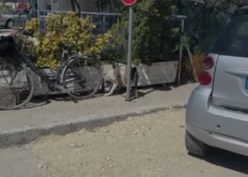 Ishte duke luajtur me gjyshen në Lungomare, Pitbulli kafshon në kokë 4-vjeçaren