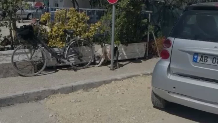 Ishte duke luajtur me gjyshen në Lungomare, Pitbulli kafshon në kokë 4-vjeçaren