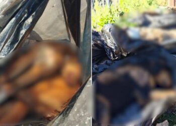 Organizata në mbrojtje të kafshëve denoncon një varr masiv qensh në zemër të Tiranës