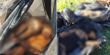 Organizata në mbrojtje të kafshëve denoncon një varr masiv qensh në zemër të Tiranës